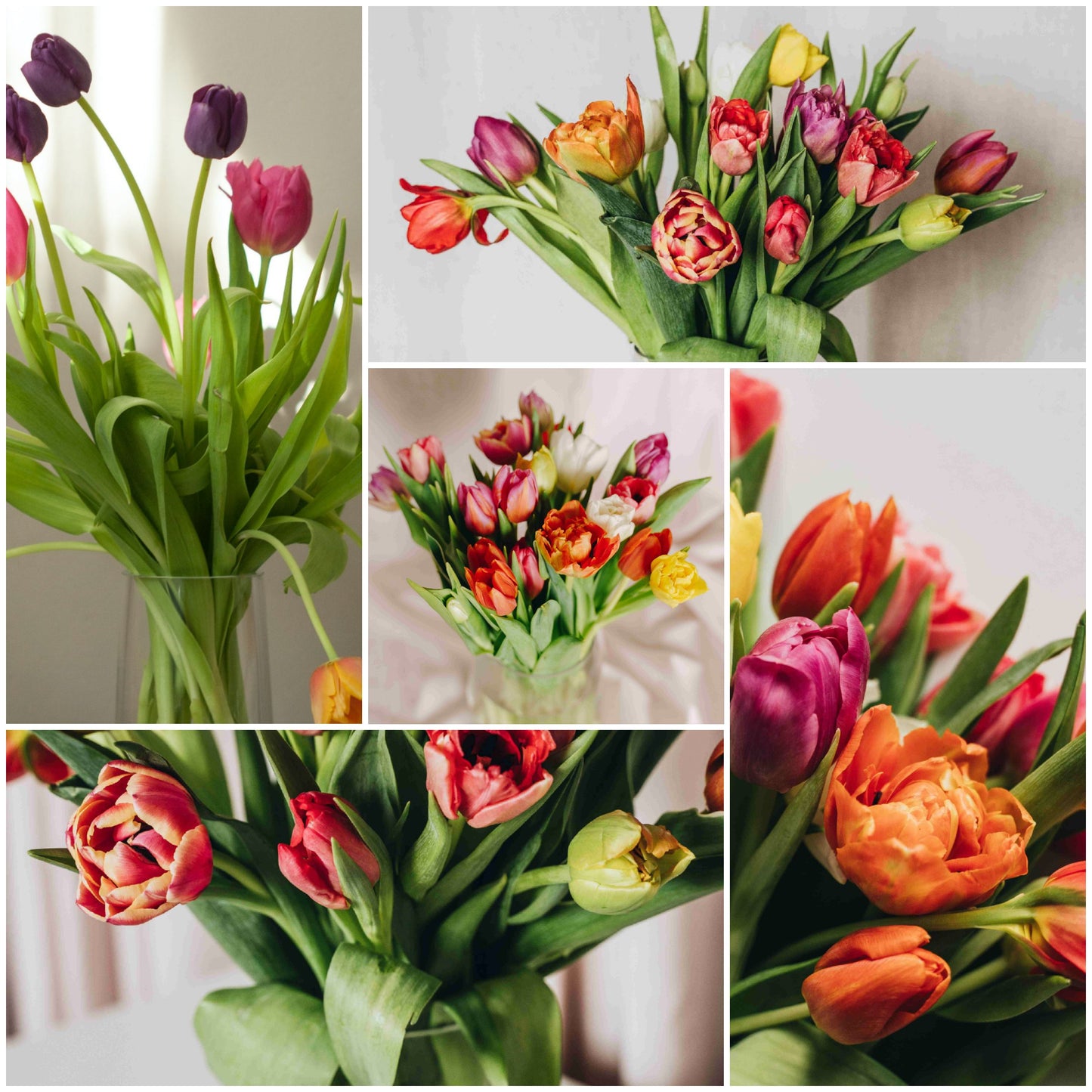 v008 TULIP VASES starting at $35