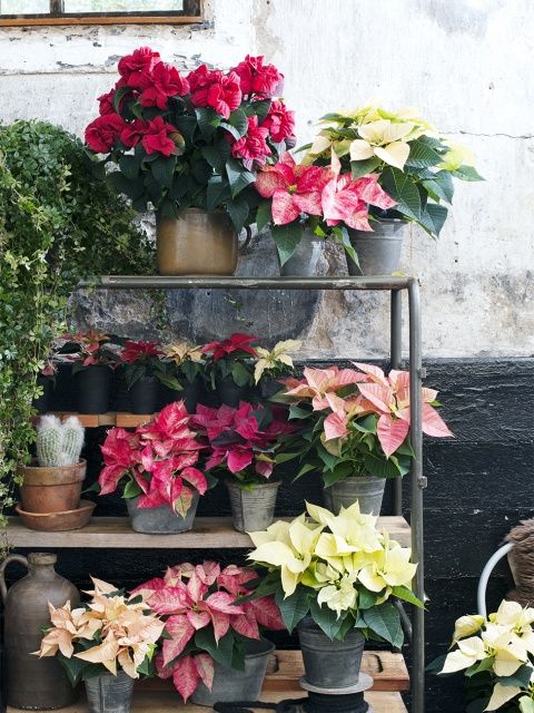 ch028 Pointsettias STARTING AT $25